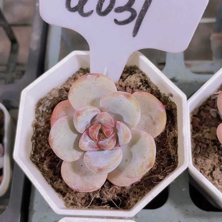 星星澄a031一物一拍