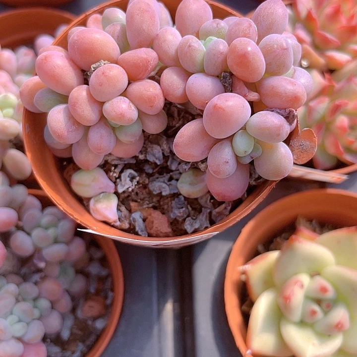 一**猫一物一拍a056