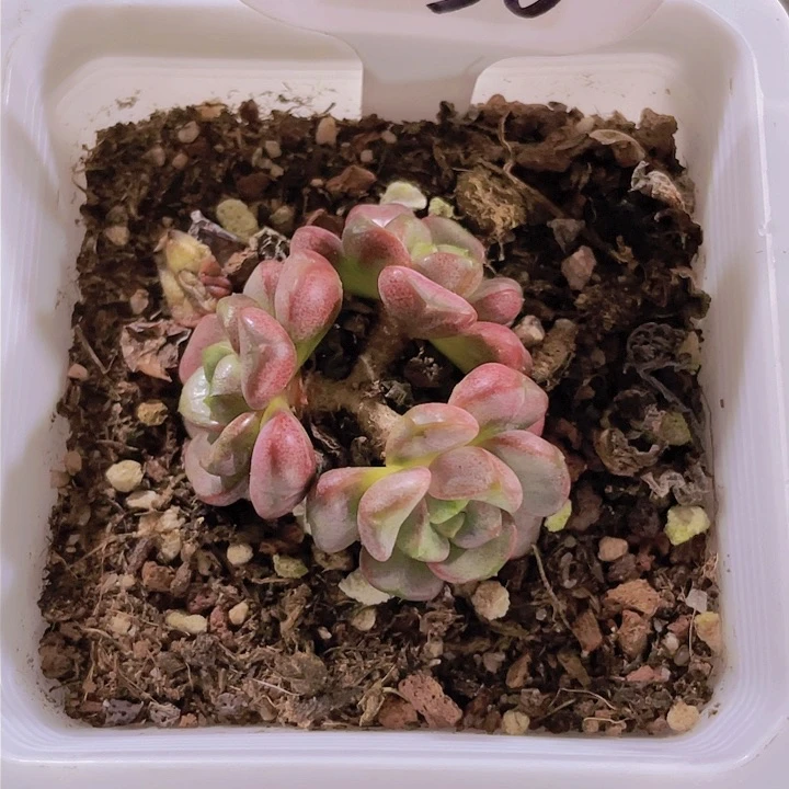 雲*泽葡萄d030一物一拍