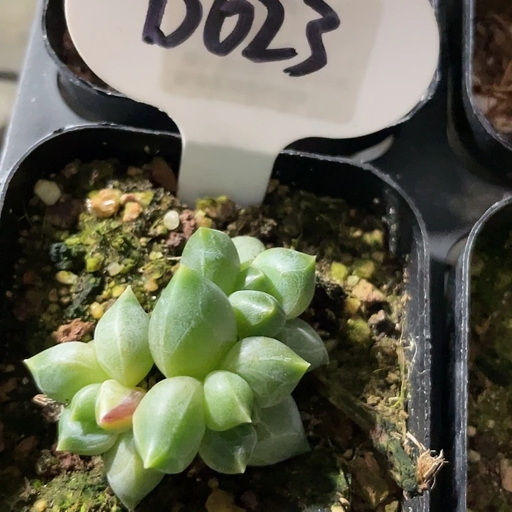 乌拉克拉d023一物一拍