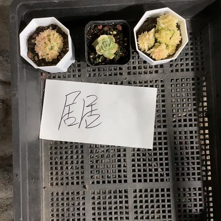 居****肉一物一拍居居姐姐