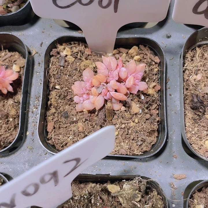 一**瑰雪精灵缀e061一物一拍