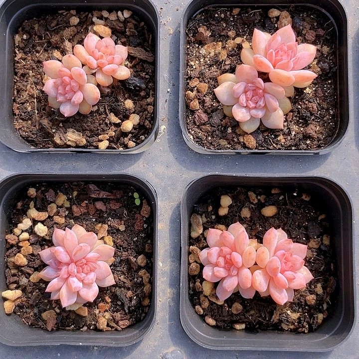 量拍星星雪双头7元多肉