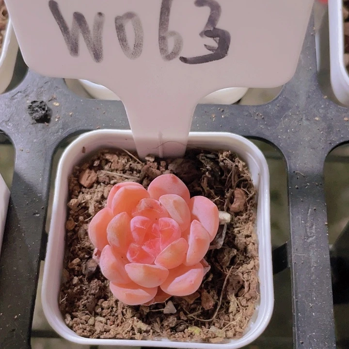 冰魄溏心w063一物一拍