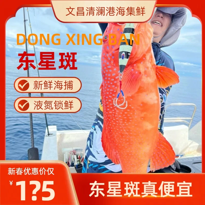 【海捕东星斑】西沙群岛东星斑  顺丰空运冷链包邮 活鱼宰杀真空装