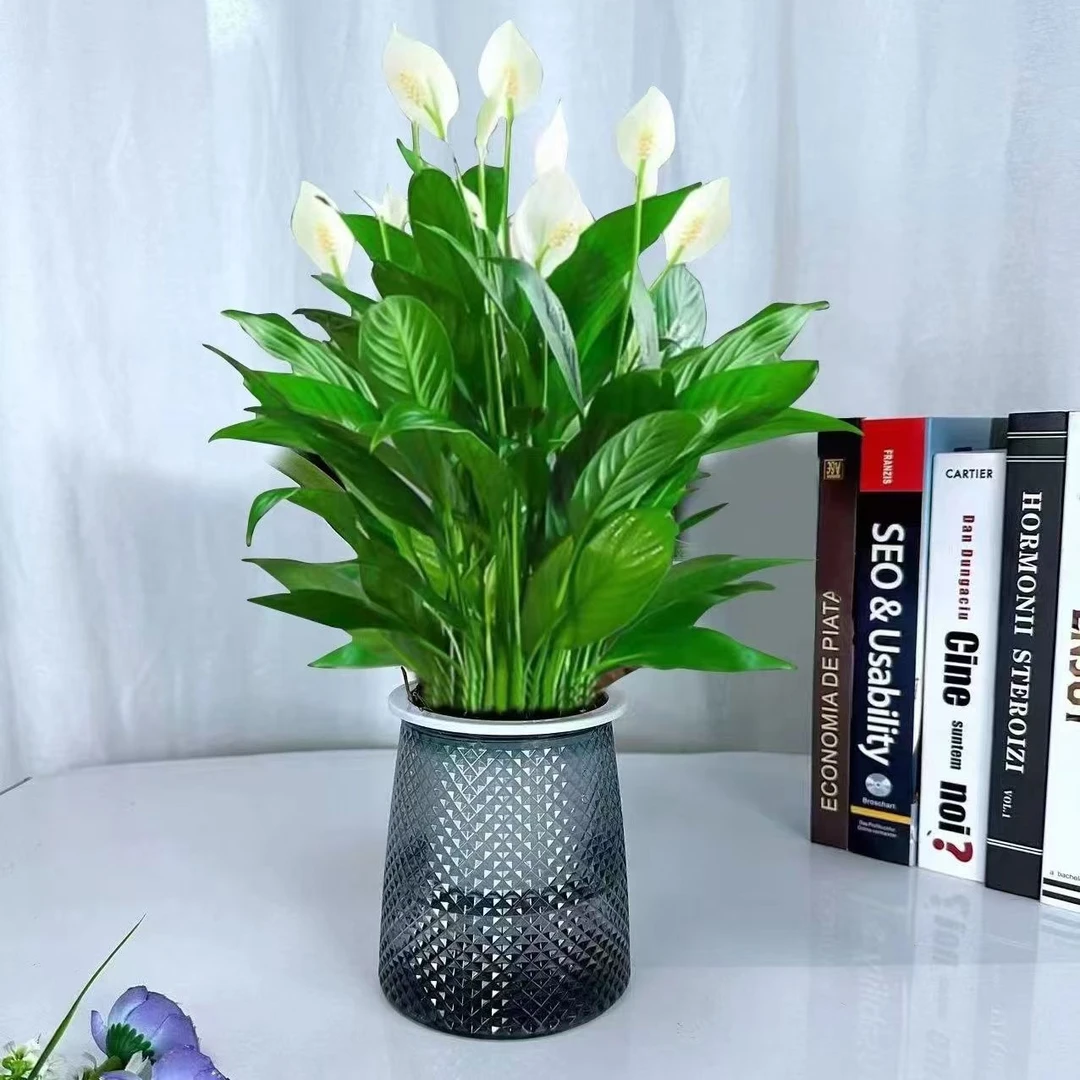 白掌盆栽一帆风顺水培植物室内好养花卉大盆客厅绿植红掌四季净化