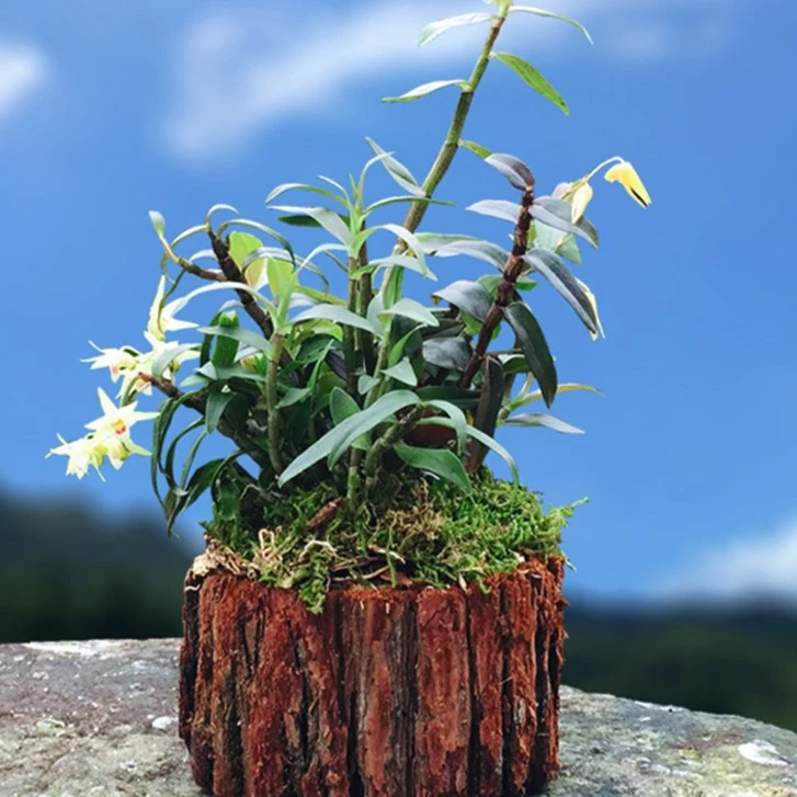铁皮石斛木桩苗种植栽好发货优质正宗纯正盆栽开花源头产地很好生