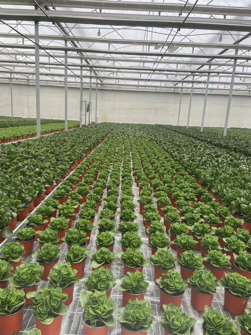 大白菜。 直播展示为准，110盆】美观带花苞鲜花淡雅客厅长寿开花发