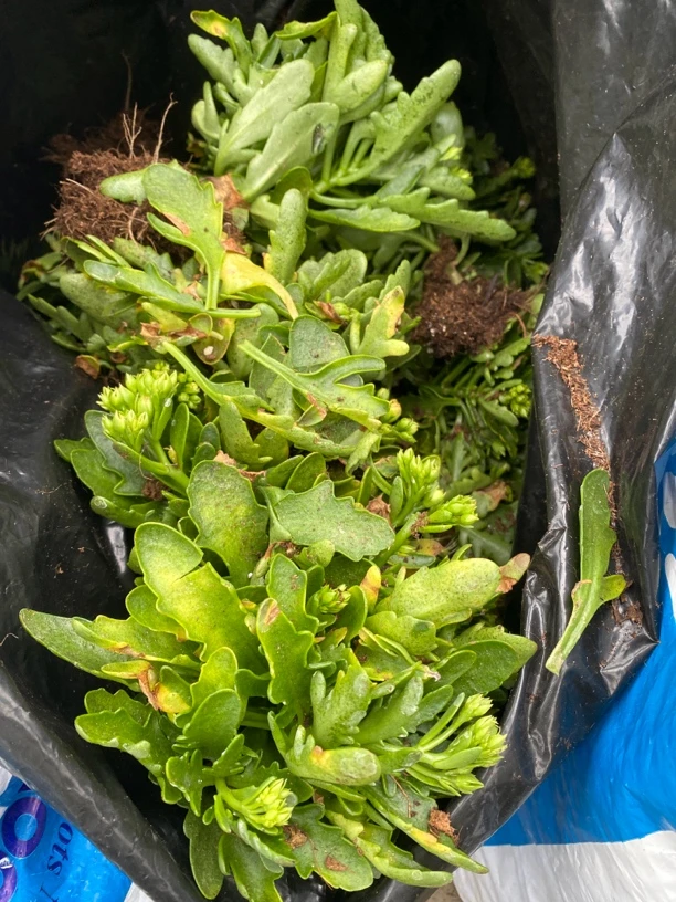 花后苗~长寿花，带土发货无售后【颜色跟品种不挑不选，直播间为准】