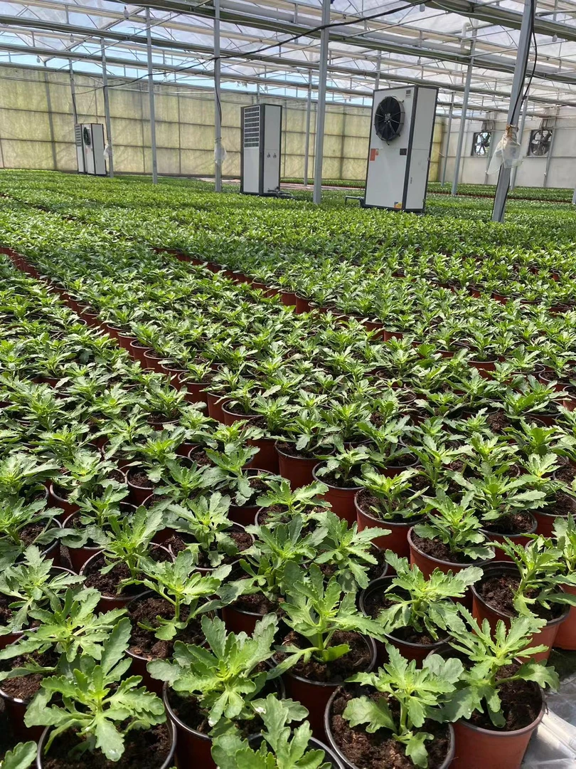 青稞··长相思【以直播为准，130盆】（主页有视频介绍）~