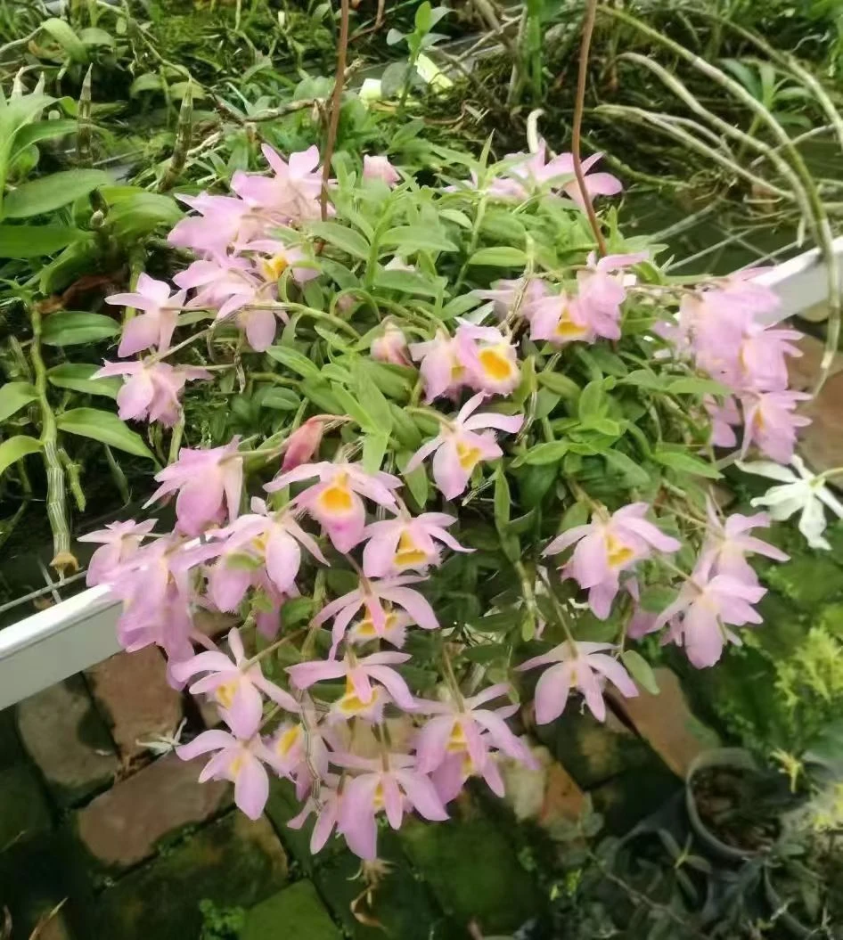 美花木板成活大板美花