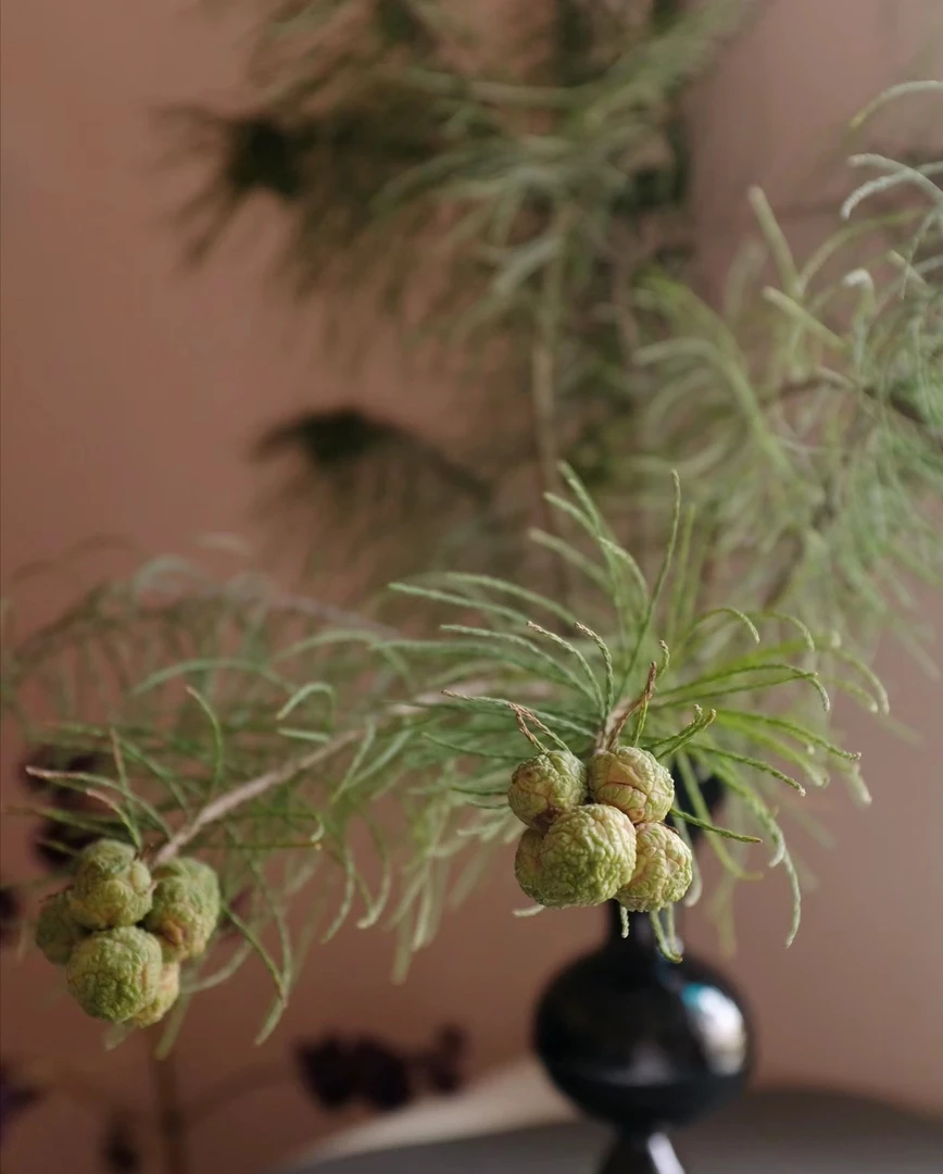 【拾花拾木】池杉 云南鲜花