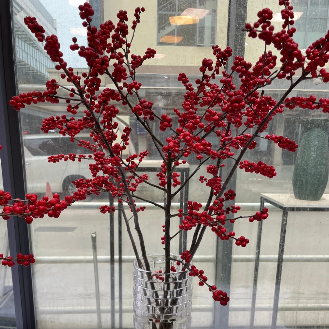 【拾花拾木】冬青 北美冬青 鲜花云南鲜花
