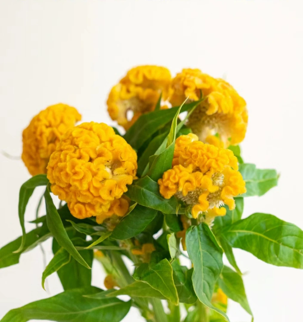 【拾花拾木】鸡冠花 云南鲜花