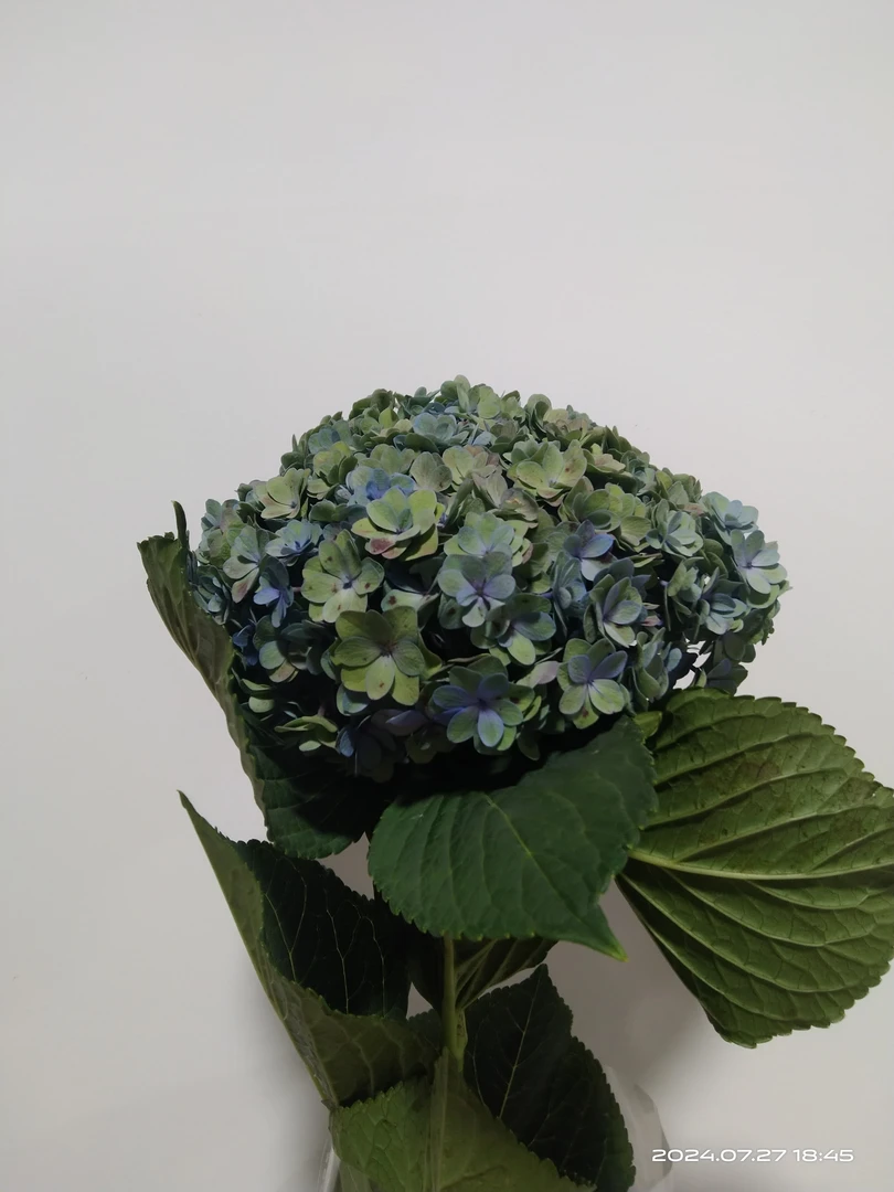 【拾花拾木】万花筒绣球 云南鲜花
