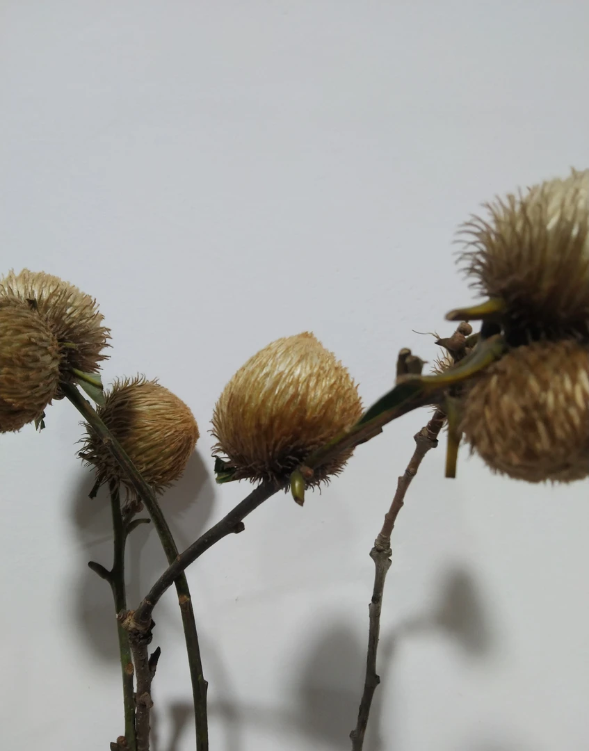 【拾花拾木】猴头果 云南鲜花
