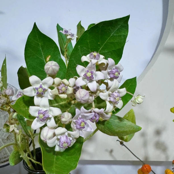 【拾花拾木】糖果 云南鲜花