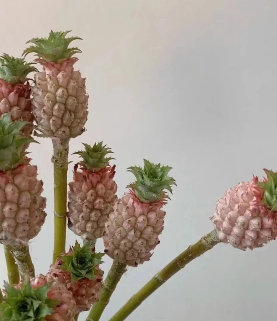 【拾花拾木】拇指菠萝 鲜花云南鲜花
