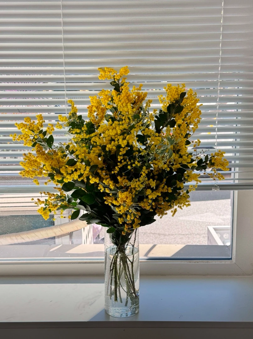 【拾花拾木】金合欢 鲜花云南鲜花