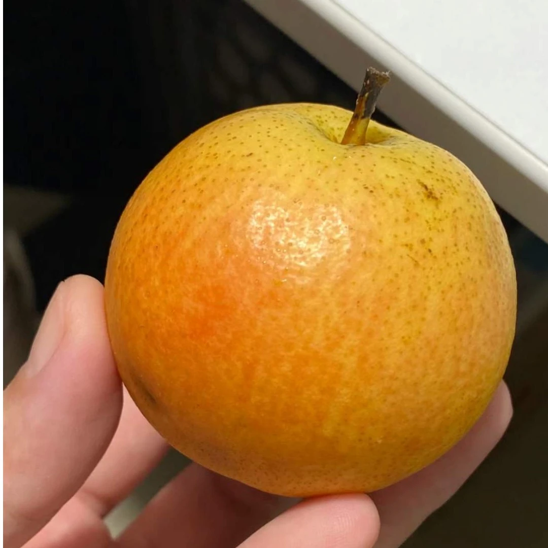 红南果梨  （500g左右）肉质细嫩 汁水丰富