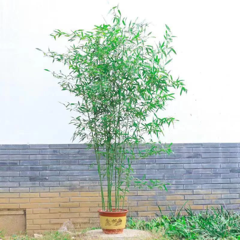 冰翠竹竹子苗庭院四季常青大型竹子场景盆栽紫竹苗黄金竹罗汉竹