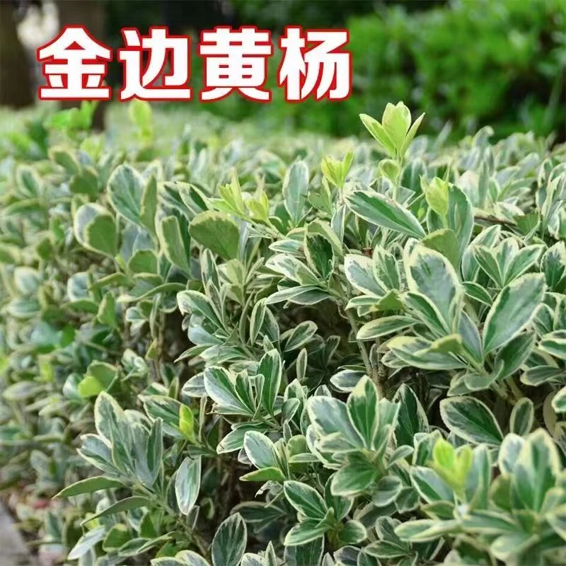金边冬青大叶黄杨冬青树苗金边黄杨庭院四季常青树苗庭院篱笆室外
