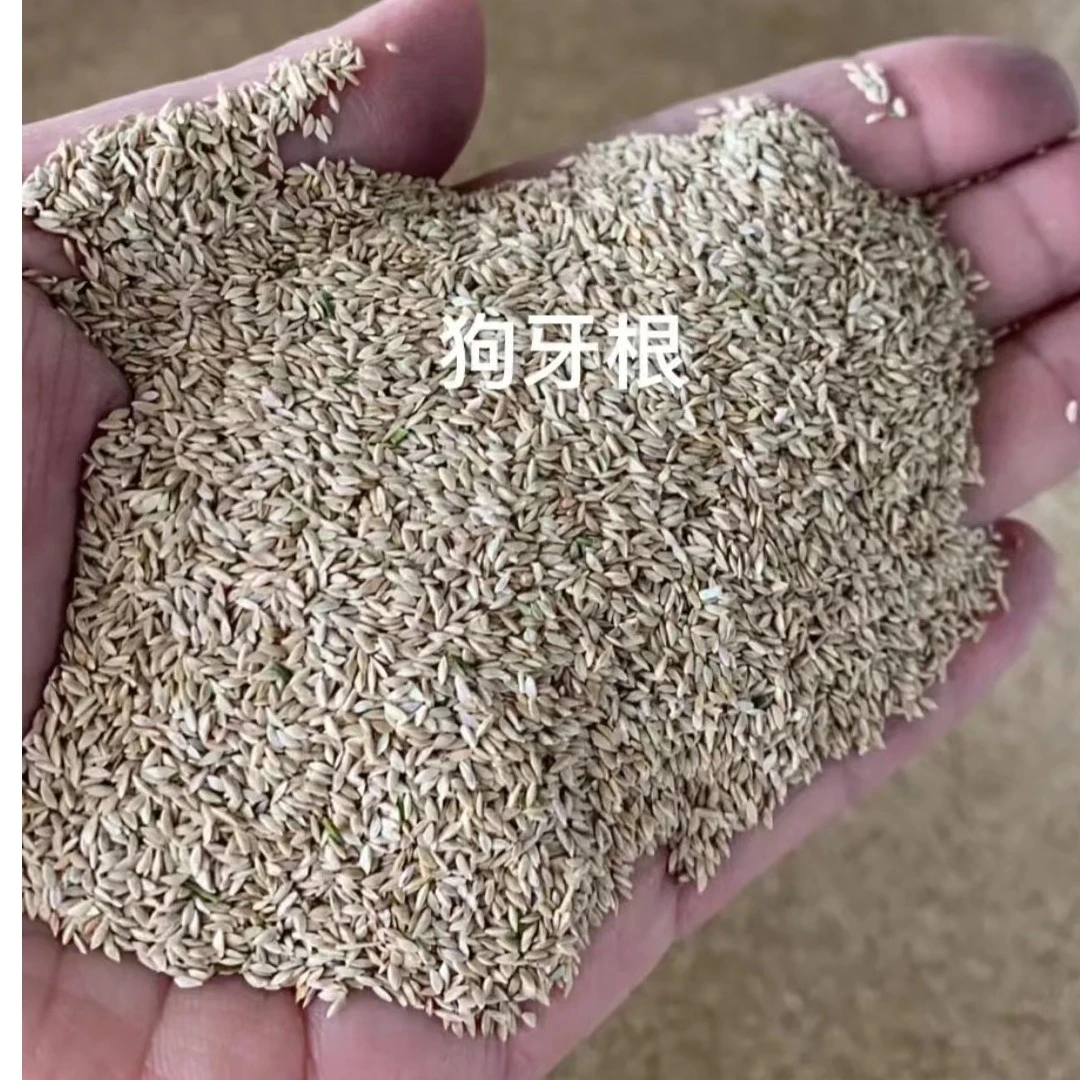 护坡草籽矿山复绿四季常青耐旱耐寒高羊茅狗牙根野草种子绿化草坪