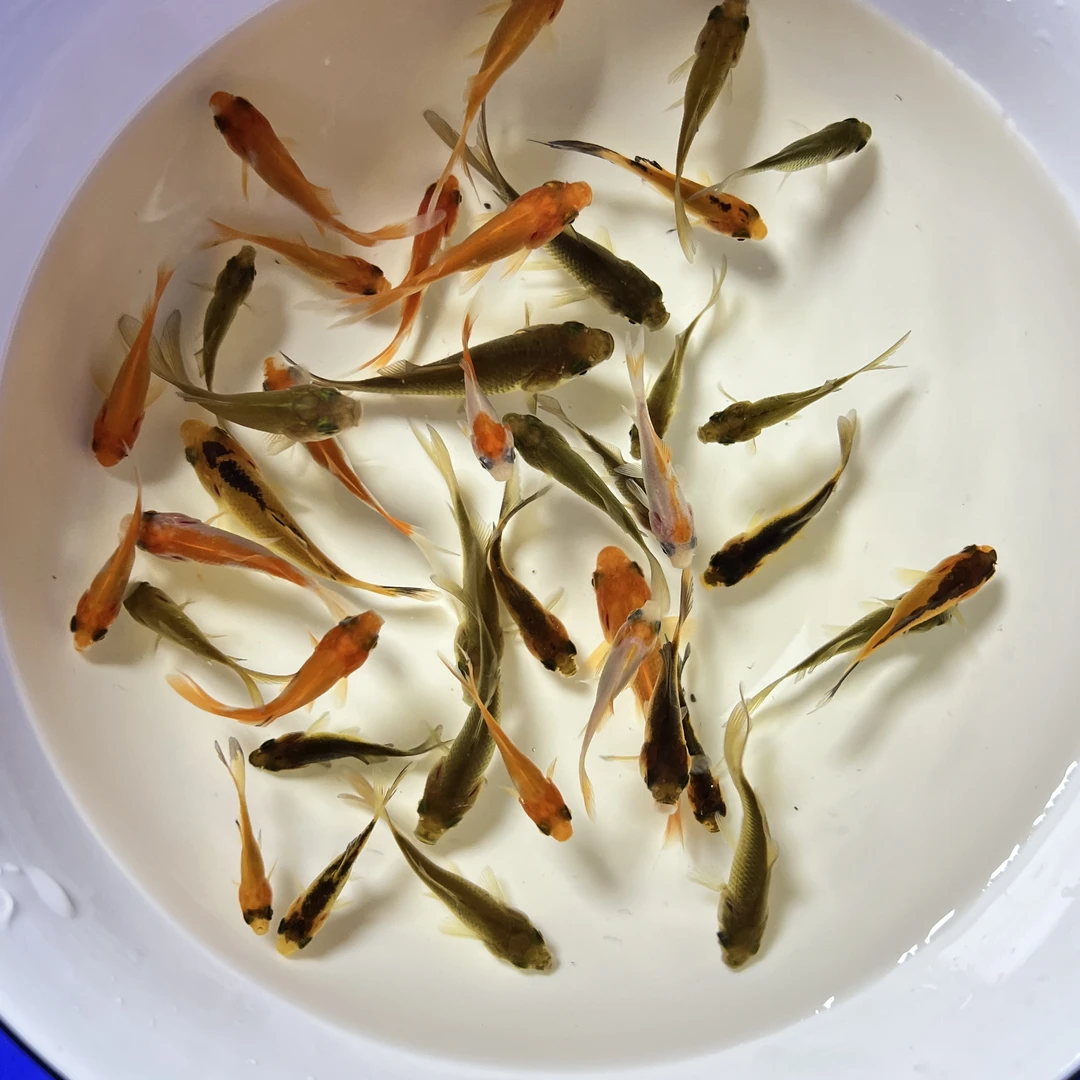 【25条5-7厘米会变色草金鱼】多色金鲫鱼金鱼渔场直发广温鱼观赏鱼