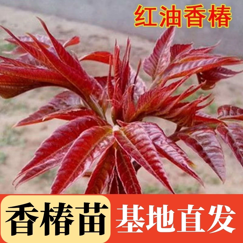 优质红油香椿树苗南北方种植食用绿油香椿高产苗盆栽地栽四季种植