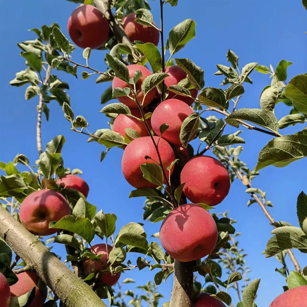 正宗昭通糖心苹果(小时候的味道皮薄肉厚脆甜多汁现摘现发