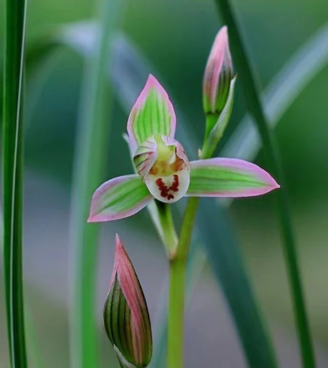莲瓣兰翠晶红轮保山大翠晶优雅粉红绿色兰花