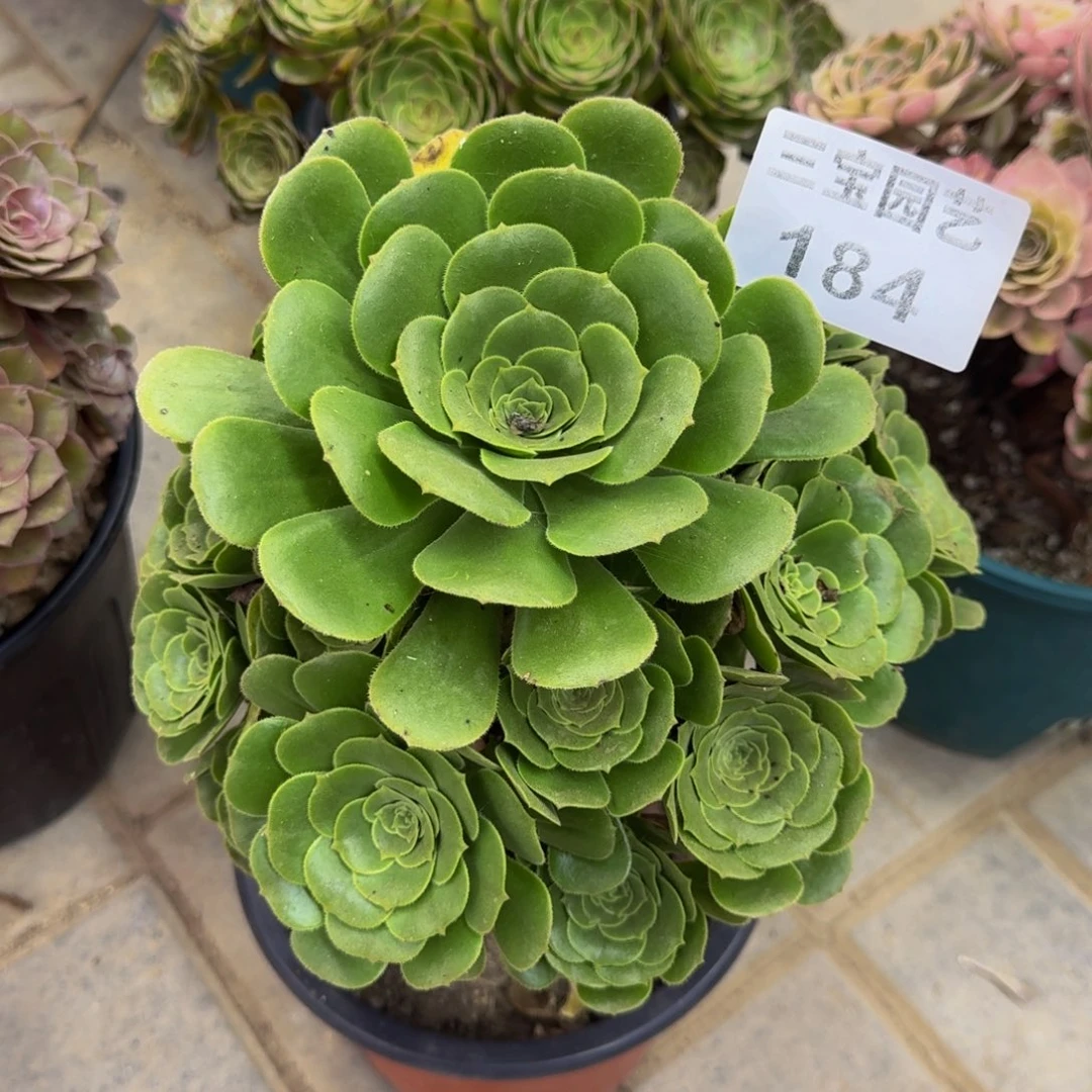 已*置多肉植物184 多肉