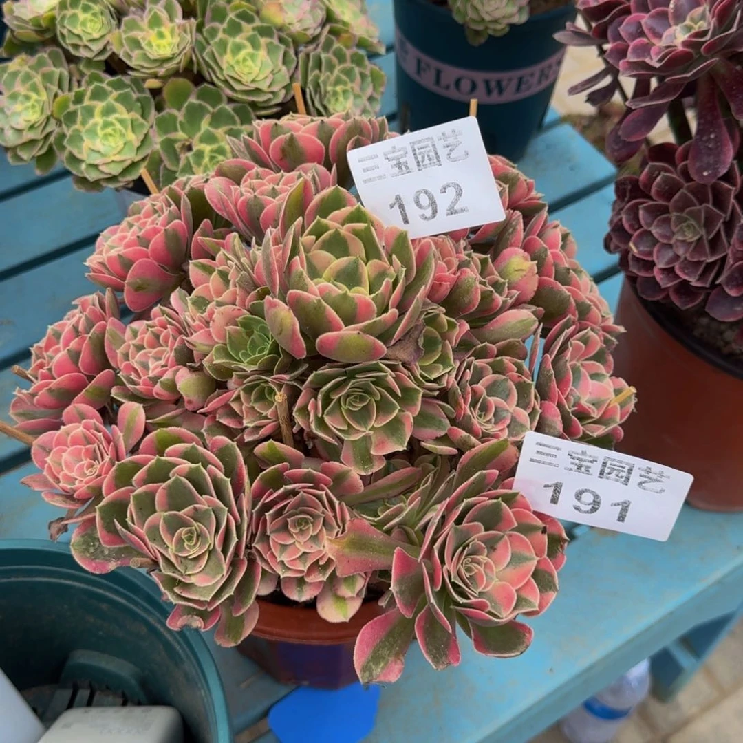 五*多肉植物191寄养