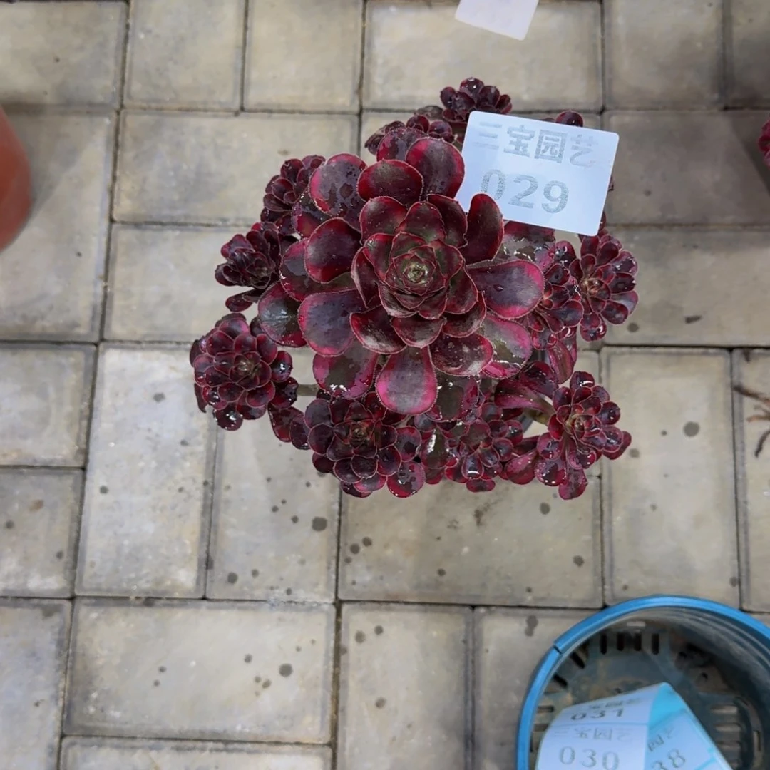 多肉植物029多肉
