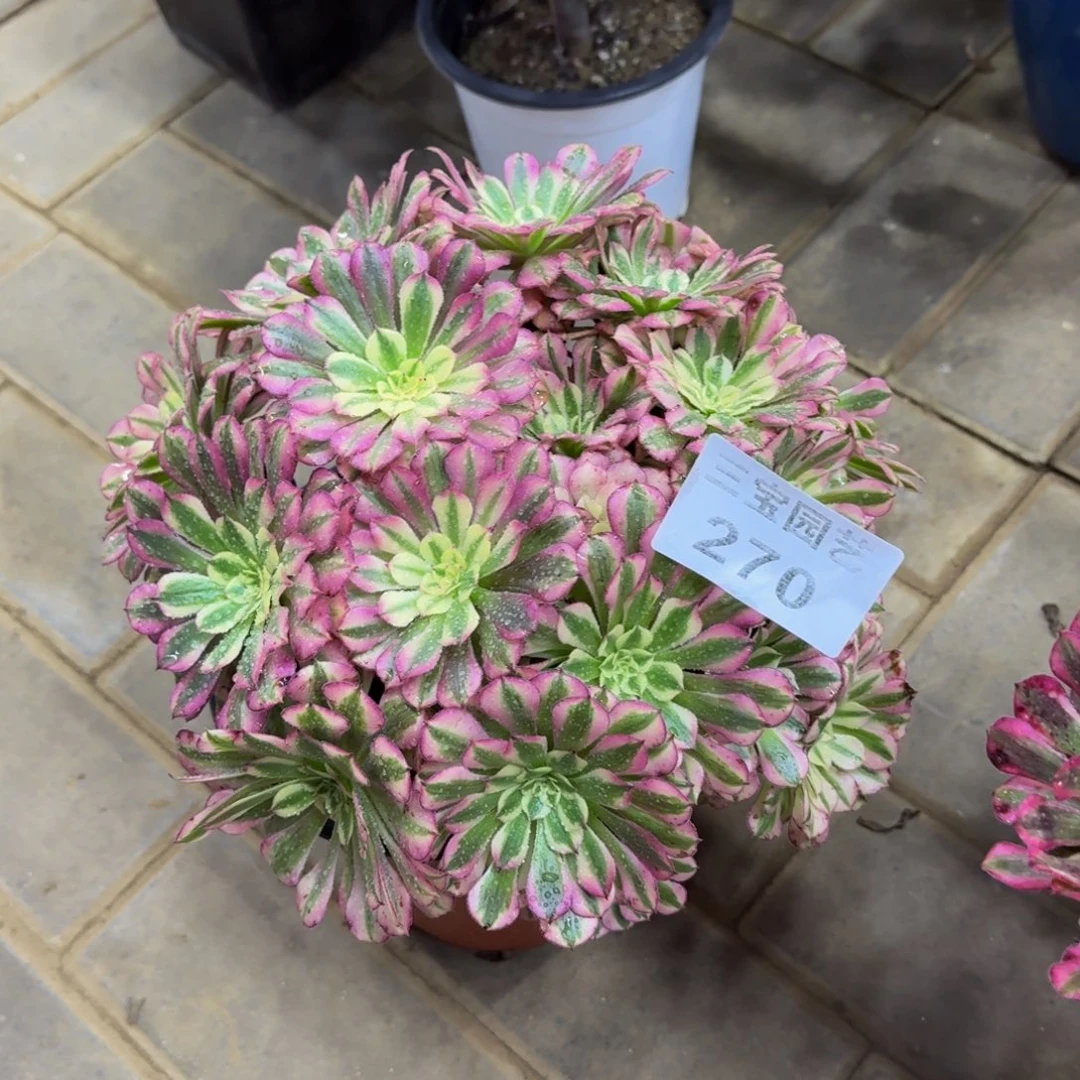 柠*ᶜ多肉植物270粉铜