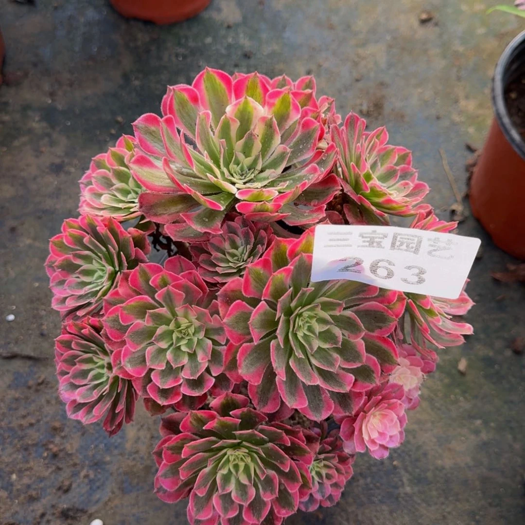 多肉植物263多肉