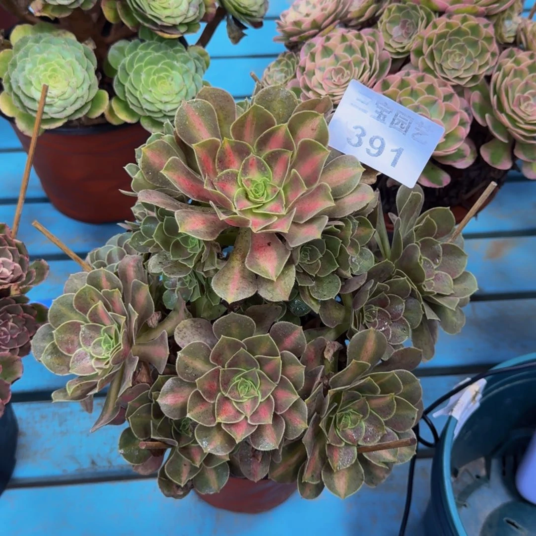 有***情多肉植物391多肉