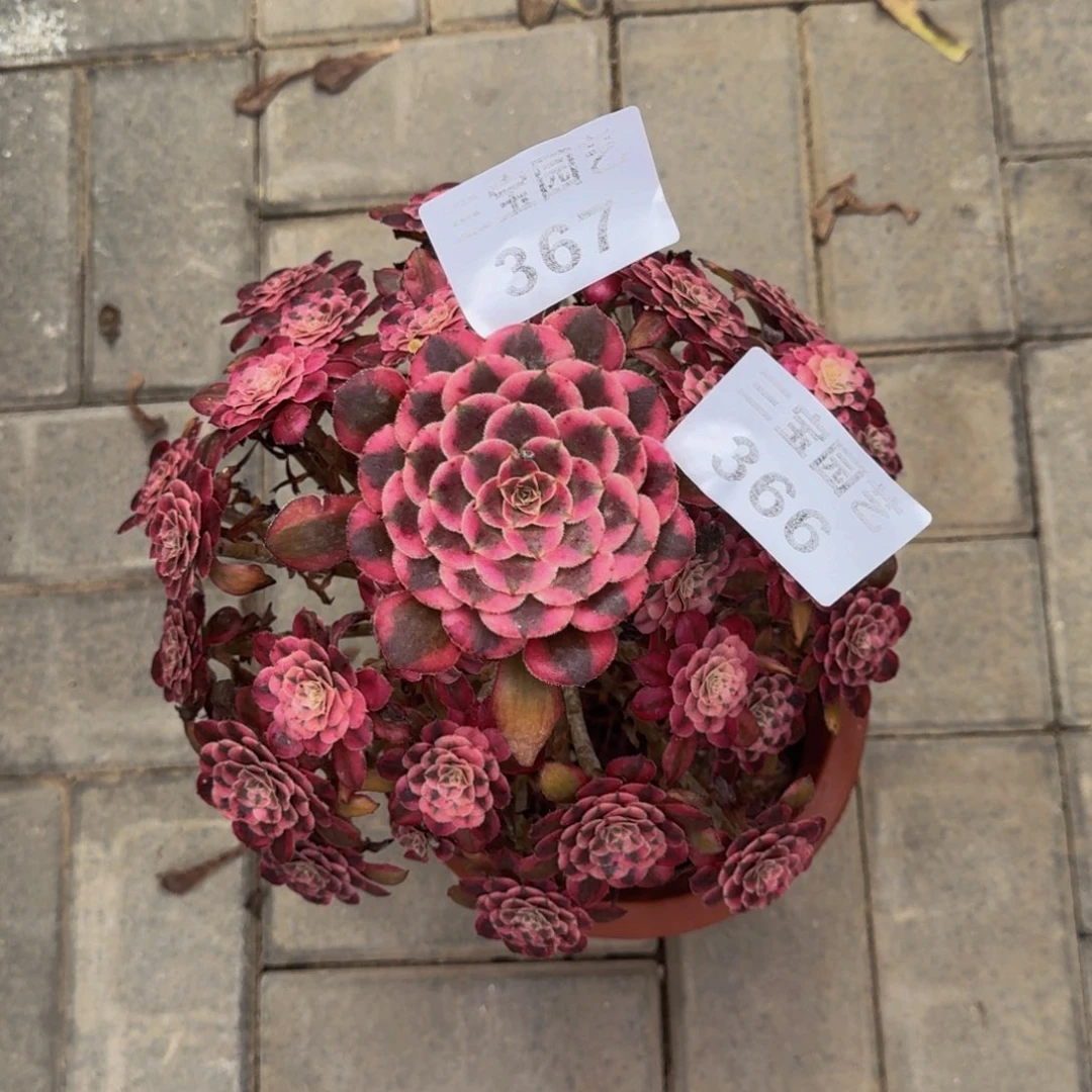 家**金多肉植物366寄养