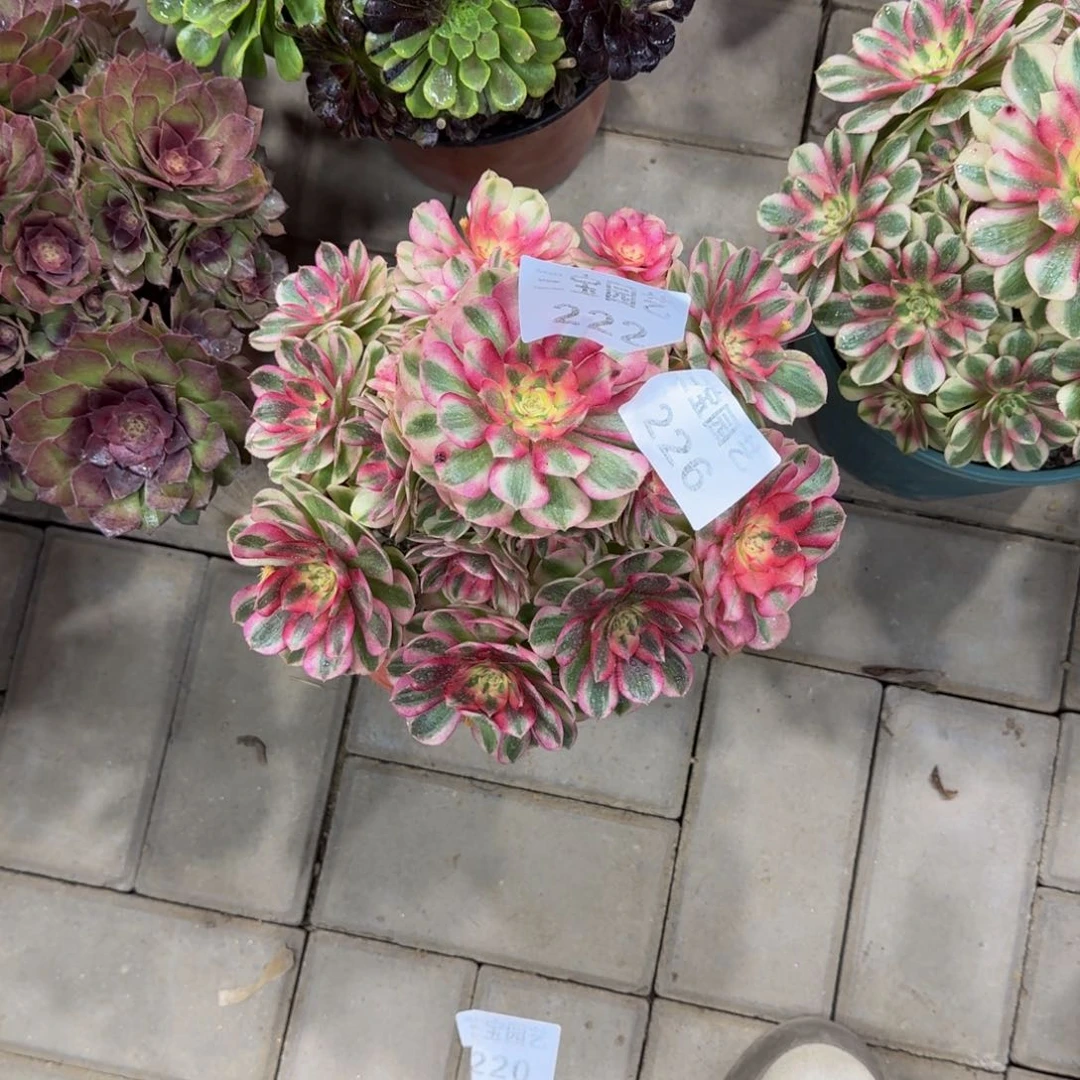 静*～多肉植物226倾城