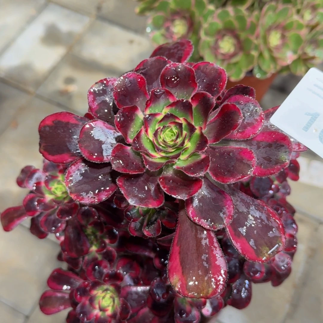 多肉植物164多肉