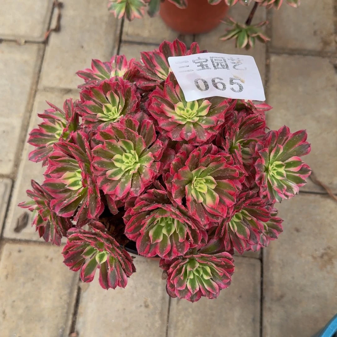 多肉植物065多肉