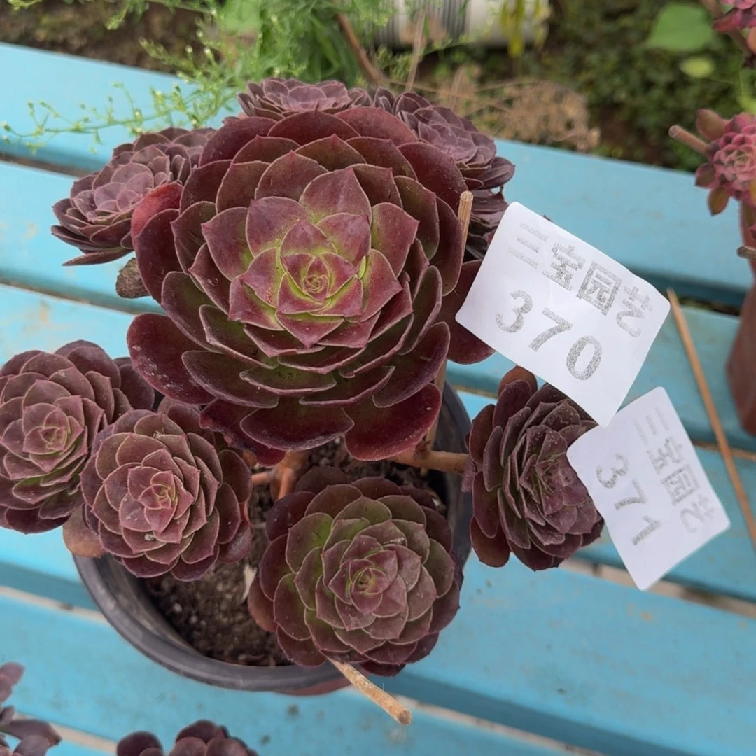 花**界多肉植物270寄养
