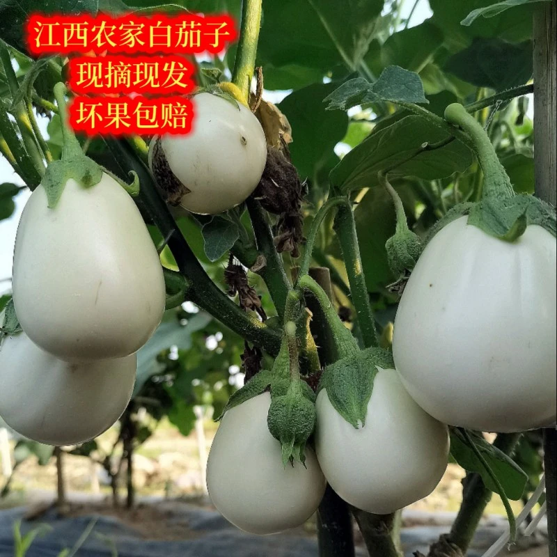 白茄子江西农家圆茄子 江西农家特产老品种茄子当季薄皮嫩茄子3斤