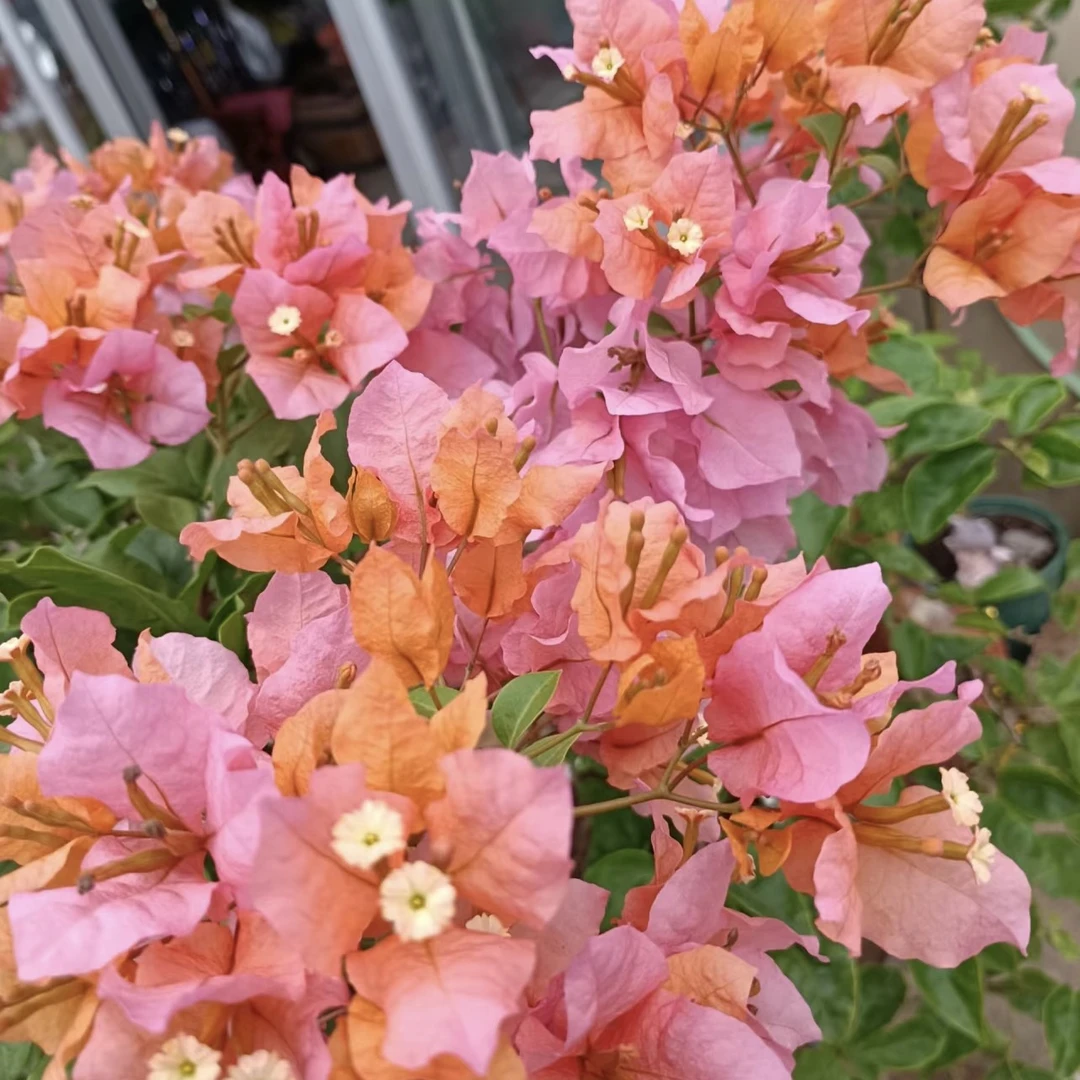 变色龙带盆带土带花飘枝爬藤耐寒耐高温