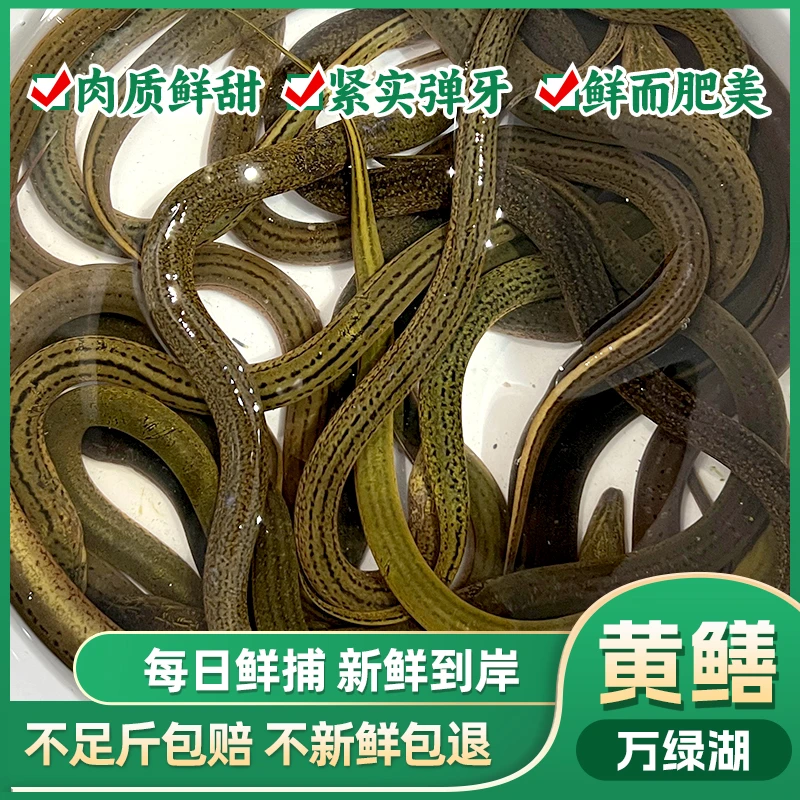 万绿湖打渔佬原生态鳝鱼/鲜活发货原生态河鲜顺丰冷链