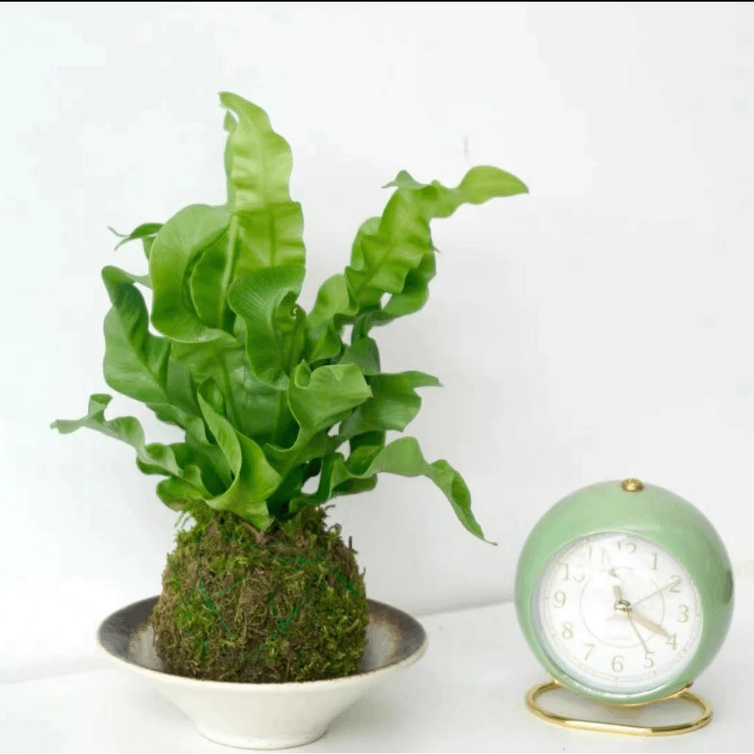 火焰鸟巢蕨苔藓球绿植盆栽手工植物好养护室内桌面绿植水培简约