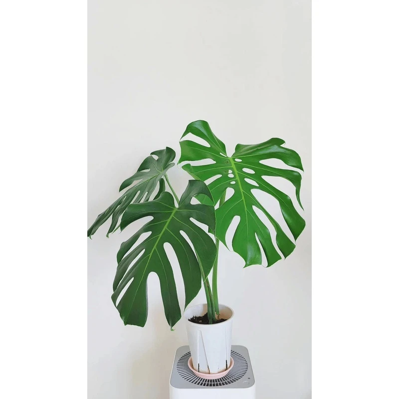 6年老桩龟背竹水培绿植多年桩大叶片室内绿植好养护耐热土培盆栽