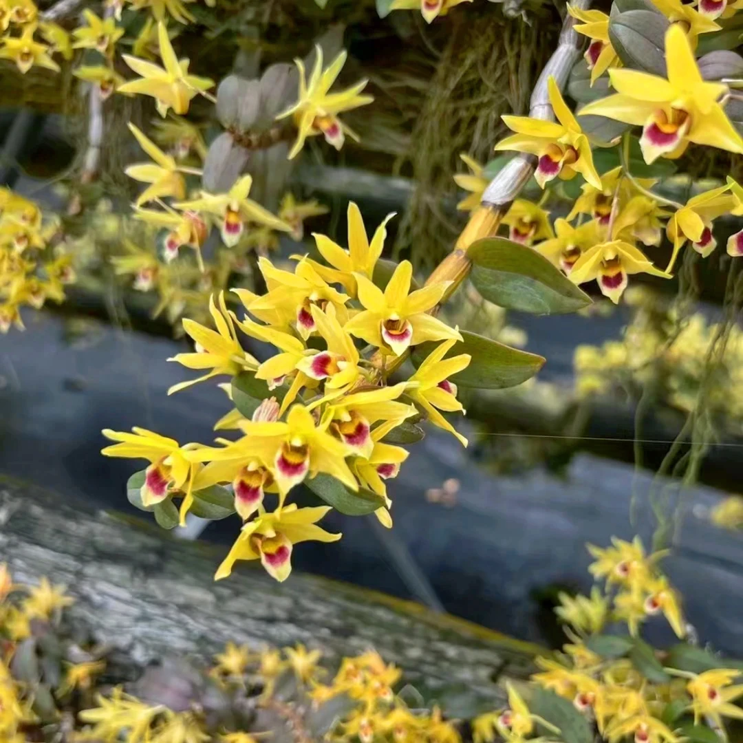 雁荡山铁皮石斛直播间一物一拍花卉绿植兰花园艺兰花原生态种植