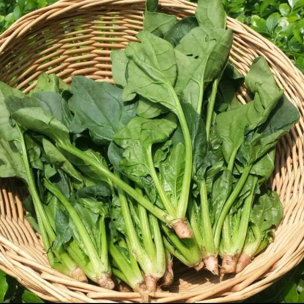 新鲜菠菜1500g