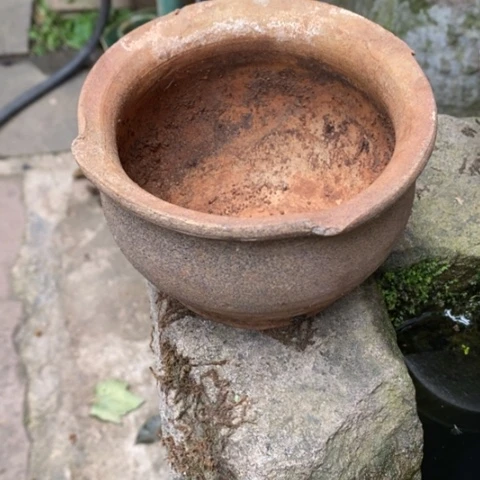 花卉种植树木苗木